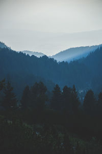 Trees against sky during foggy weather