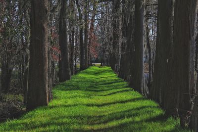 Trees in forest