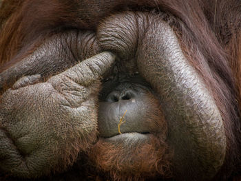 Close-up face of an orang utan pointing his finger to his fat