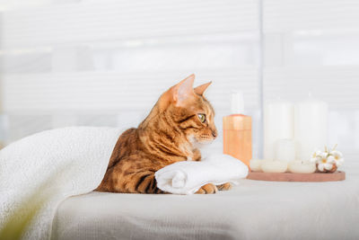 Bengal cat with body massage in spa. domestic kitty resting on massage beds in luxury spa 