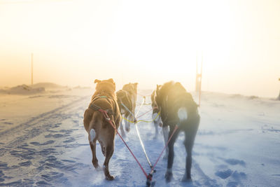 A beautiful husky dog team pulling a sled in beautiful norway morning scenery. 