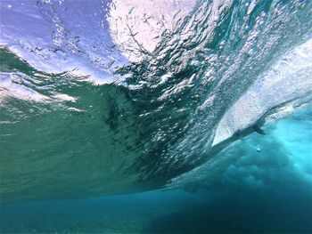 Fish swimming in sea