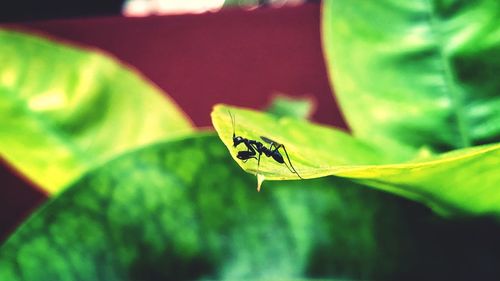 Close-up of insect on leaf