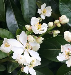 Close-up of white flowers blooming outdoors