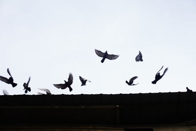 Low angle view of birds flying in the sky