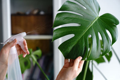 Woman spraying monstera houseplant, moisturizes leaves during the heating season at home. 