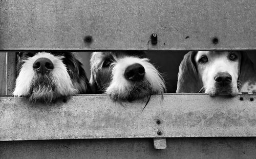 Close-up portrait of dog