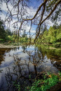 Scenic view of lake by trees in forest against sky