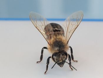 Close-up of spider