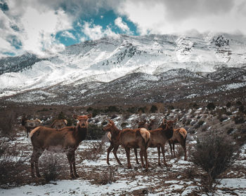 Horses on snow covered land