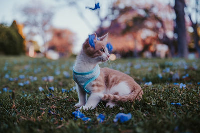 cat