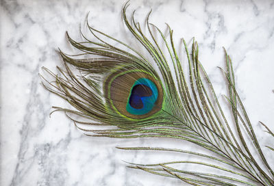 Close-up of peacock feather