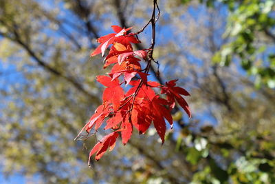 Low angle view of maple tree