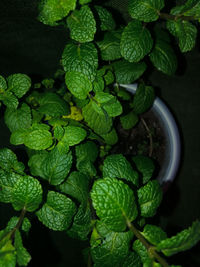 High angle view of fresh green leaves