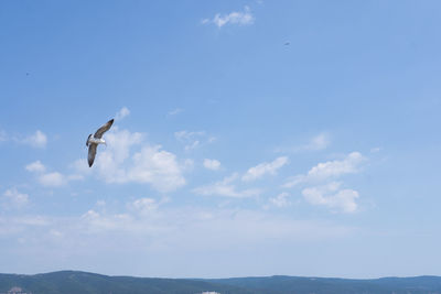 Low angle view of seagull flying in sky