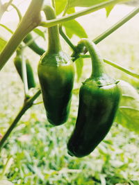 Close-up of green chili pepper