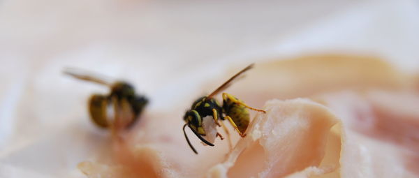 Close-up of bee pollinating flower