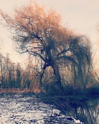 Bare trees on field during winter against sky
