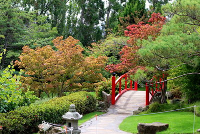 View of footbridge in forest