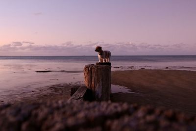 View of horse on wooden post at beach during sunset