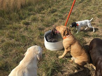 Dog sitting on grass in field