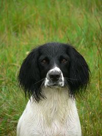 Close-up portrait of a dog on field