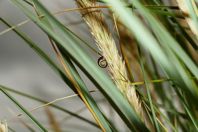 Close-up of caterpillar on grass