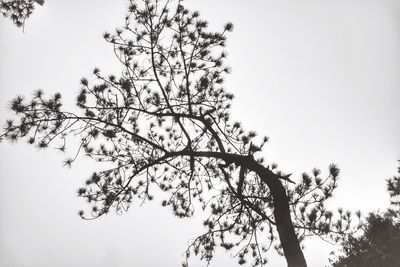 Low angle view of tree against clear sky