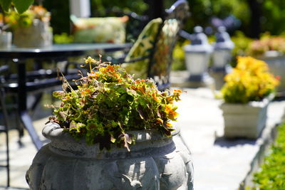 Close-up of potted plants in market