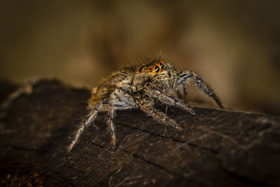 Macro-photo of a jumpping spider on wood