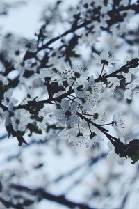 Close-up of cherry blossom against sky