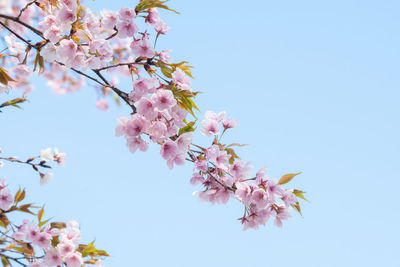 Low angle view of cherry blossoms against clear sky