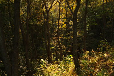 Trees in forest