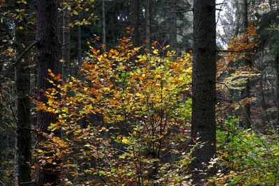 Trees in forest