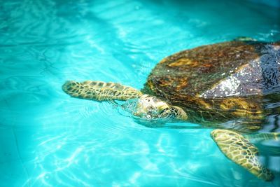 Close-up of turtle swimming in pool