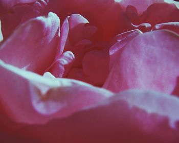 Close-up of pink flowers