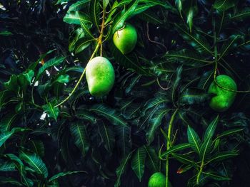 Close-up of fruits growing on tree