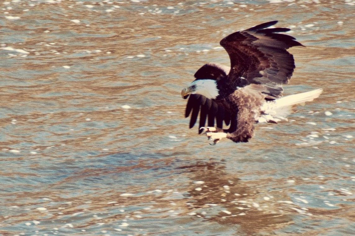 water, animal themes, animals in the wild, wildlife, bird, one animal, waterfront, lake, nature, rippled, high angle view, reflection, day, outdoors, rock - object, no people, duck, swimming, beauty in nature, tranquility