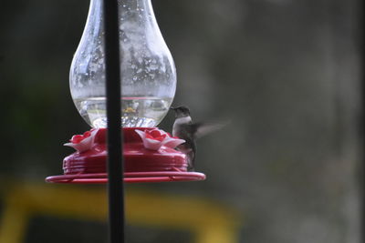 Close-up of bird with toy