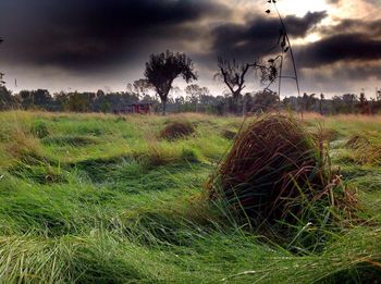 Scenic view of field against sky