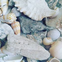 Close-up of seashells and driftwoods