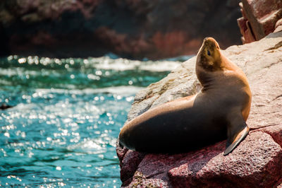 High angle view of sea lion on rock