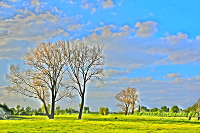 Bare tree on field against sky