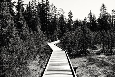 Boardwalk in forest against sky