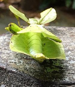 Close-up of grasshopper on plant