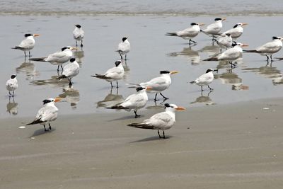 View of birds on wet sand