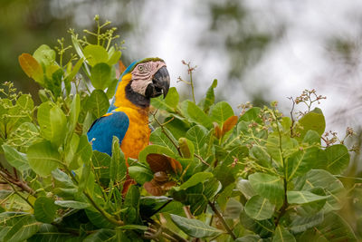 Close-up of blue-and-yellow macaw perching on tree