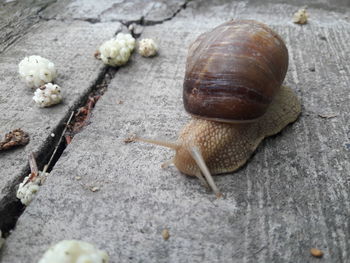 Close-up of snail