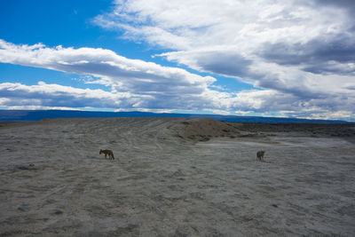 Scenic view of desert against sky