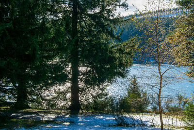 Trees by lake in forest